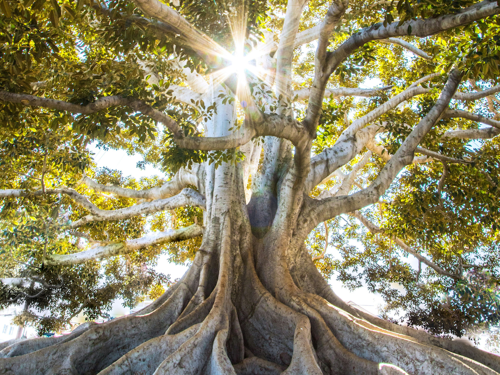 Building Strong Foundations: How Families Create Success That Lasts